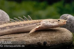 Lapradei-Flösselhecht, Polypterus lapradei, 20-30 cm