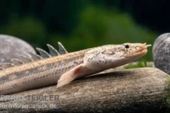 Lapradei-Flösselhecht, Polypterus lapradei, 20-30 cm