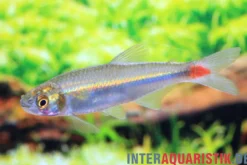 Laubensalmler, Aphyocharax alburnus