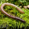Laubwurm, Lumbricus rubellus, 18 Stück