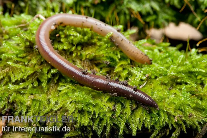 Laubwurm, Lumbricus rubellus, 18 Stück