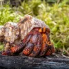 Lava-Landeinsiedlerkrebs, Coenobita sp. Lava