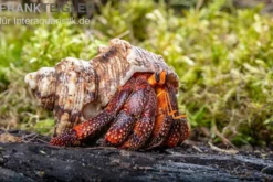 Lava-Landeinsiedlerkrebs, Coenobita sp. Lava
