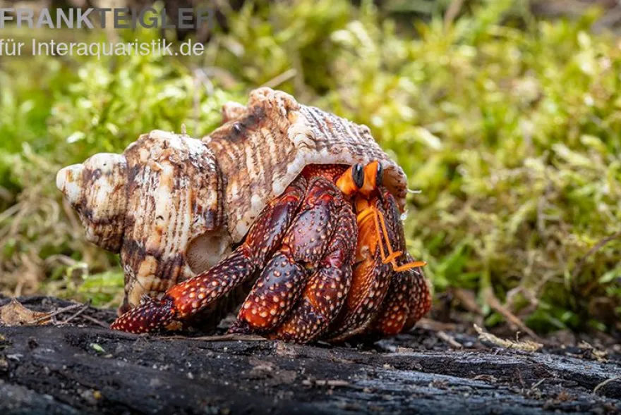 Lava-Landeinsiedlerkrebs, Coenobita sp. Lava