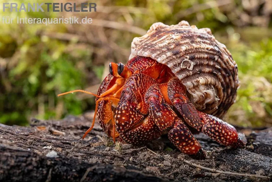 Lava-Landeinsiedlerkrebs, Coenobita sp. Lava