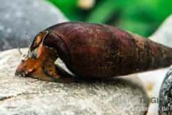 Lavaschnecke, Faunus sp. Lava