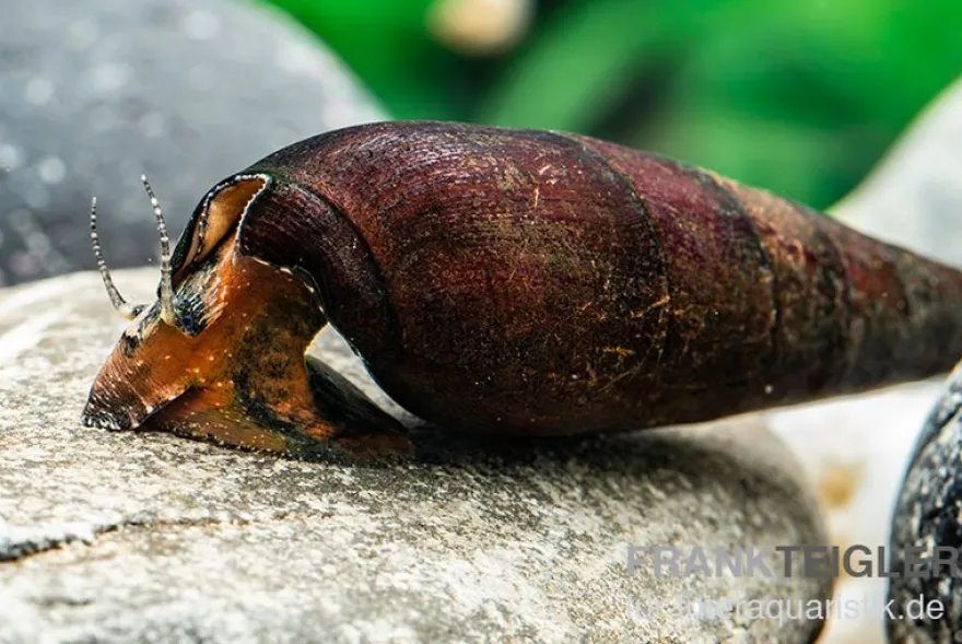 Lavaschnecke, Faunus sp. Lava