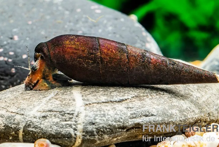 Lavaschnecke, Faunus sp. Lava