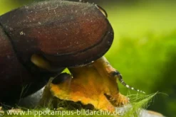 Lavaschnecke, Faunus sp. Lava