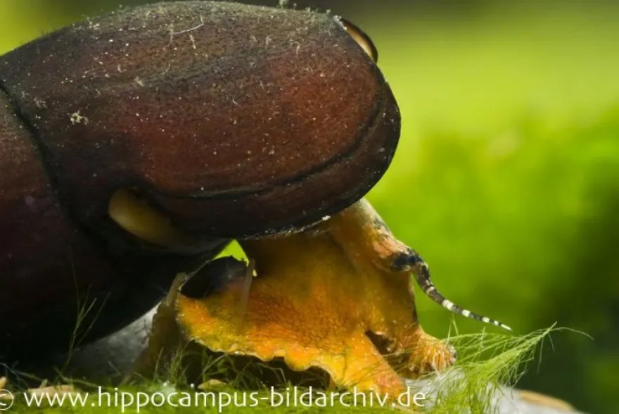 Lavaschnecke, Faunus sp. Lava