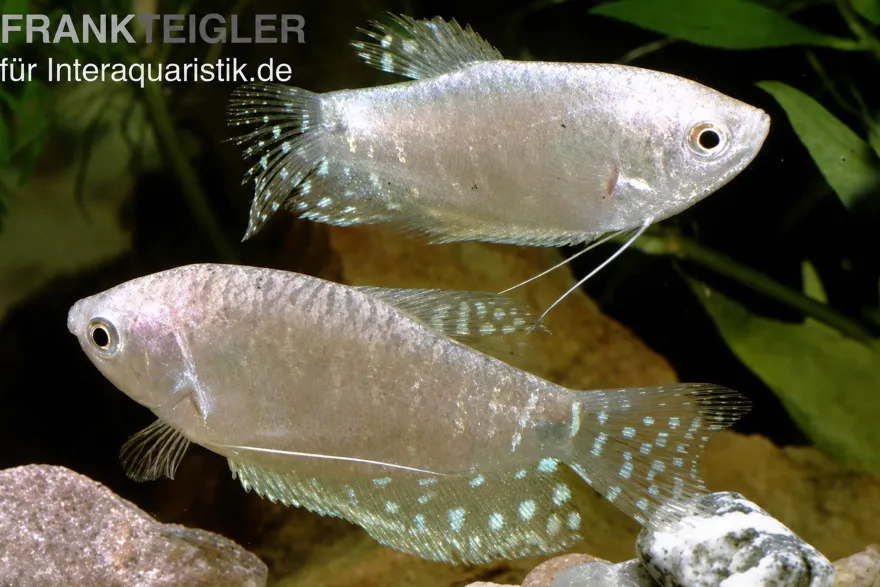 Lavendel-Fadenfisch, Trichogaster trichopterus