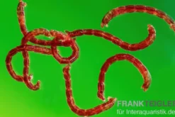 Lebendfutter Rote Mückenlarven, 0.25 kg