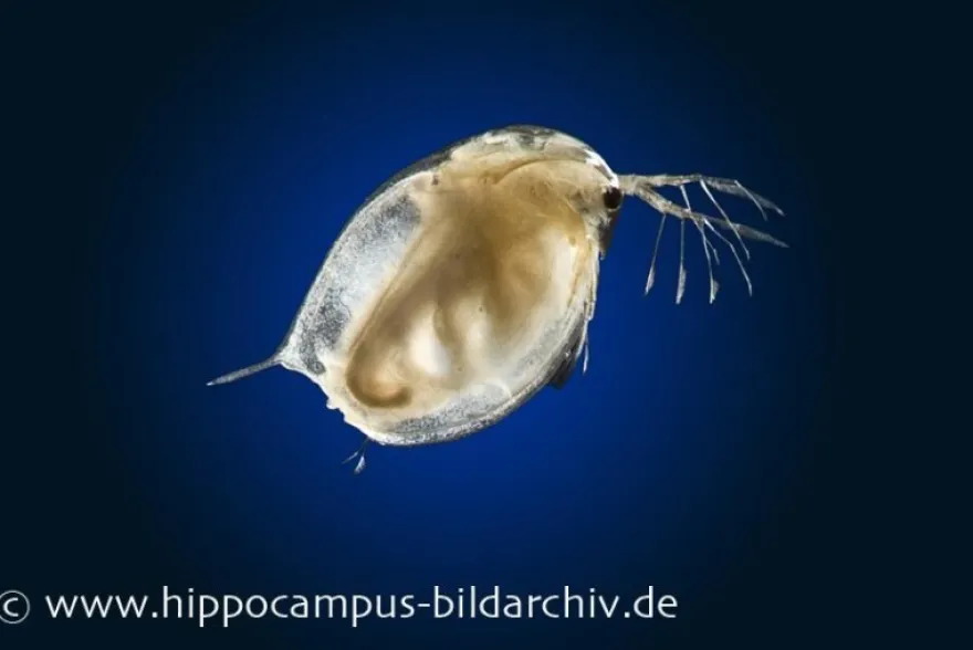 Lebendfutter Wasserflöhe Portionsbeutel, 90 ml "Daphnia"