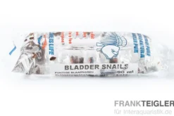 Lebendfutter XL-Box Blasenschnecke, 200 g