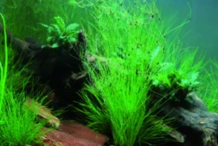 Lebendgebärende Nadelsimse, Eleocharis vivipara, im Topf