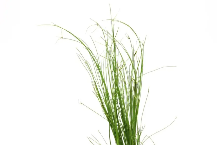 Lebendgebärende Nadelsimse, Eleocharis vivipara, im Topf