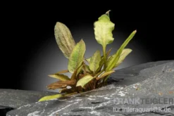 Legros Wasserkelch, Cryptocoryne walkeri var. legroi, im Topf (Ausgelistet)