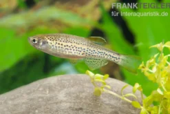 Leopardbärbling, Brachydanio frankei