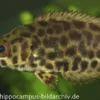 Leopard-Buschfisch, Ctenopoma acutirostre