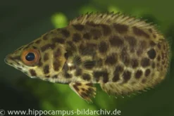 Leopard-Buschfisch, Ctenopoma acutirostre