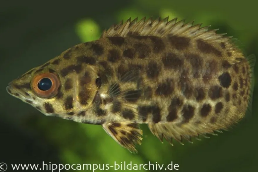 Leopard-Buschfisch, Ctenopoma acutirostre