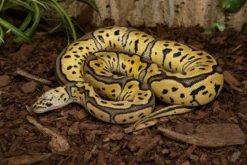 Leopard-Clown-Königspython, Python regius