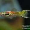 Leopard Endlerguppy, Poecilia wingei Leopard, paarweise
