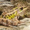 Leopardfrosch, Rana pipiens