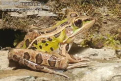 Leopardfrosch, Rana pipiens