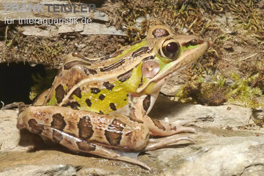 Leopardfrosch, Rana pipiens