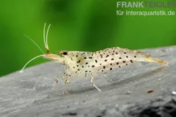 Leopardgarnele, Caridina rupropunctata