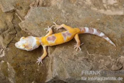 Leopardgecko, Eublepharis macularius, LEMON FROST