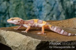 Leopardgecko, Eublepharis macularius, TREMPER ALBINO JUNGLE MACK SNOW