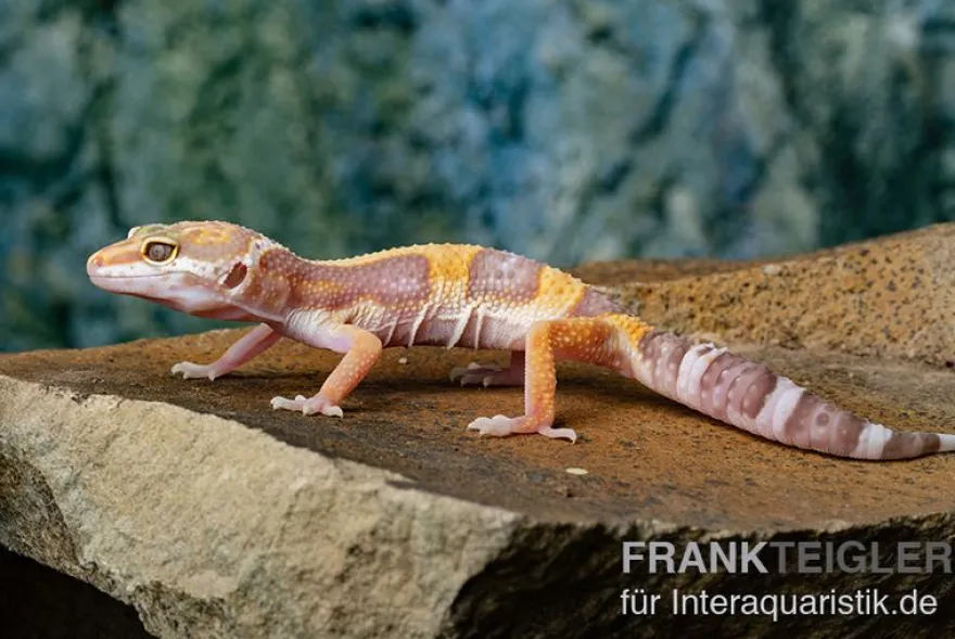 Leopardgecko, Eublepharis macularius, TREMPER ALBINO JUNGLE MACK SNOW