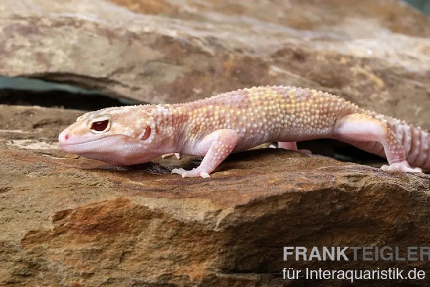 Leopardgecko, Eublepharis macularius, TREMPER ALBINO MACK SNOW ECLIPSE