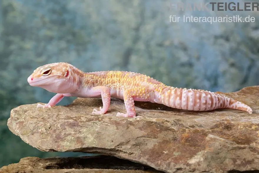 Leopardgecko, Eublepharis macularius, TREMPER ALBINO MACK SNOW ECLIPSE