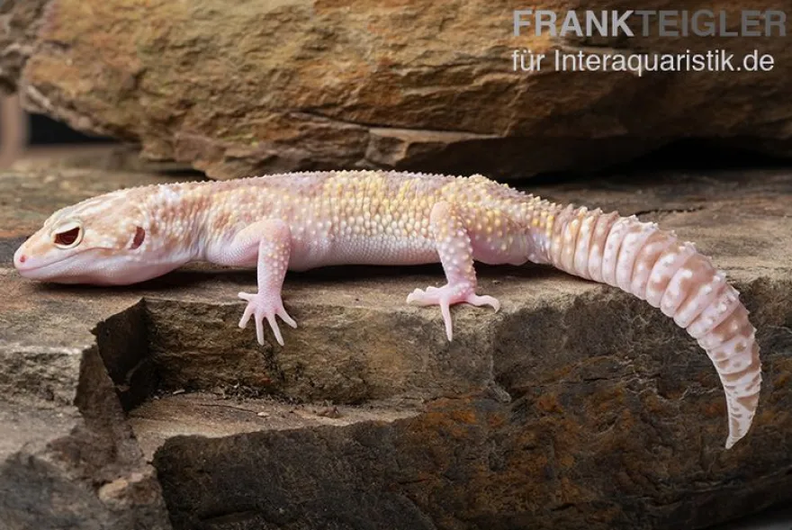 Leopardgecko, Eublepharis macularius, TREMPER ALBINO MACK SNOW ECLIPSE