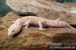 Leopardgecko, Eublepharis macularius, TREMPER ALBINO MACK SNOW ECLIPSE