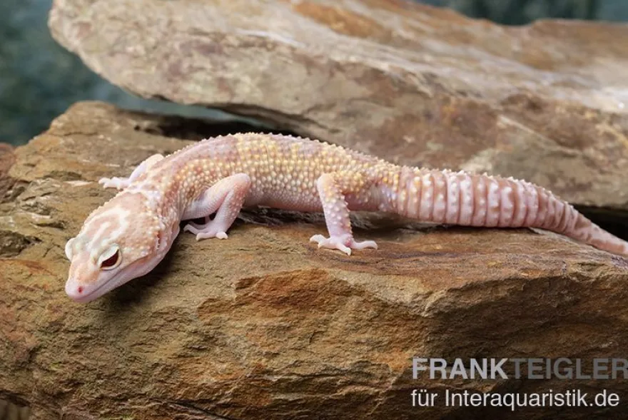 Leopardgecko, Eublepharis macularius, TREMPER ALBINO MACK SNOW ECLIPSE