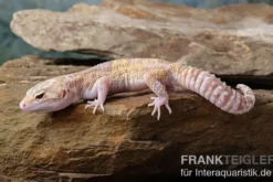 Leopardgecko, Eublepharis macularius, TREMPER ALBINO MACK SNOW ECLIPSE