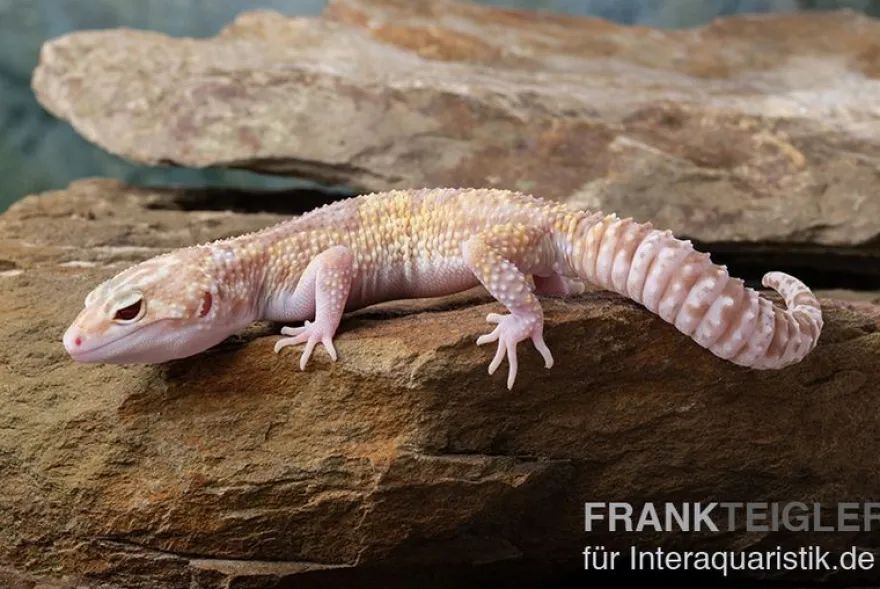Leopardgecko, Eublepharis macularius, TREMPER ALBINO MACK SNOW ECLIPSE