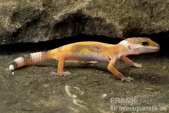 Leopardgecko, Eublepharis macularius, JUNGLE
