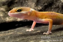 Leopardgecko, Eublepharis macularius, JUNGLE