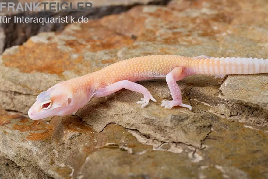 Leopardgecko, Eublepharis macularius, RAPTOR