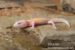 Leopardgecko, Eublepharis macularius, RAPTOR