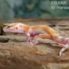 Leopardgecko, Eublepharis macularius, APTOR