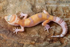 Leopardgecko, Eublepharis macularius, APTOR