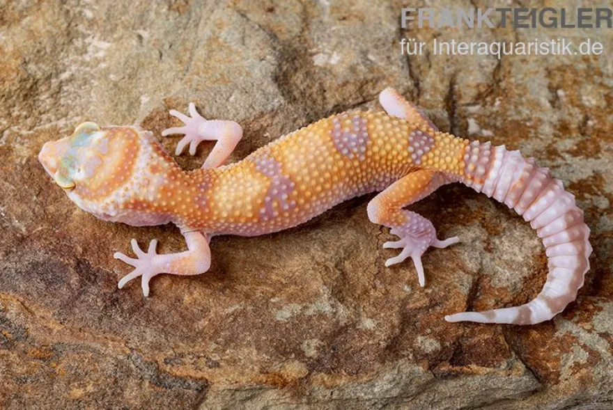 Leopardgecko, Eublepharis macularius, APTOR
