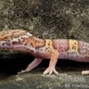 Leopardgecko, Eublepharis macularius, TREMPER ALBINO
