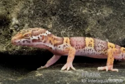 Leopardgecko, Eublepharis macularius, TREMPER ALBINO